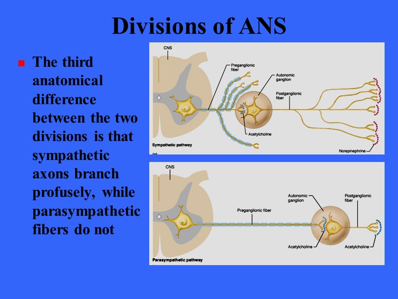 Divisions of ANS The third anatomical difference between the two divisions is that sympathetic